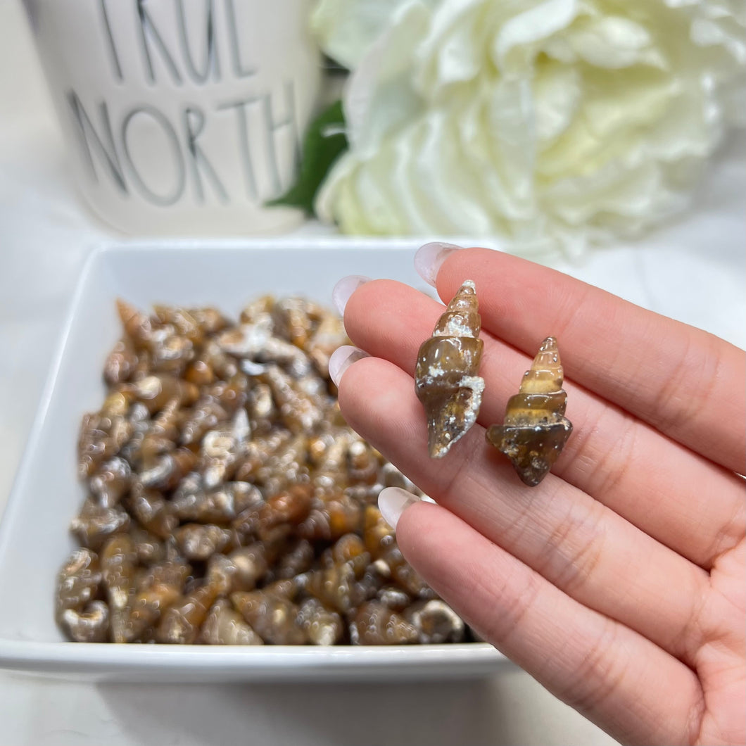 Agatized Fossil Shells (Sets of 3)